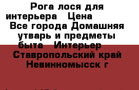 Рога лося для интерьера › Цена ­ 3 300 - Все города Домашняя утварь и предметы быта » Интерьер   . Ставропольский край,Невинномысск г.